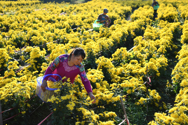 ����ʡ��ˮ�ش�����ׯ��ʥ��ջ�������ľ�ũ��ժ��˿�ʾգ�11��3���㣩����ǰ������ʡ��ˮ�ش�����ׯ����ֲ��260Ķ��˿�ʾվ������ţ����ؾ�ũץס��������ӽ���ժ��������������ʡ��ˮ�ػ�������Ⱥ��ũҵת�ͣ�ͨ������˾+������+ũ������ģʽ������չ��˿�ʾ���ɫ��ҵ����������ũ����ƶ�¸���