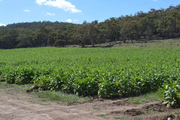 ����˰������������Ƿ��̲���ֲũ��