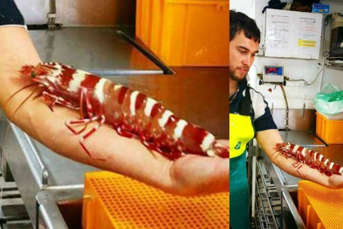 ���򳬴��տ��ܣ������񲶻��ֱ۳���Ϻ