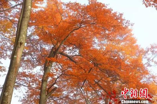 ͼΪ����ɽ������ ���� ��