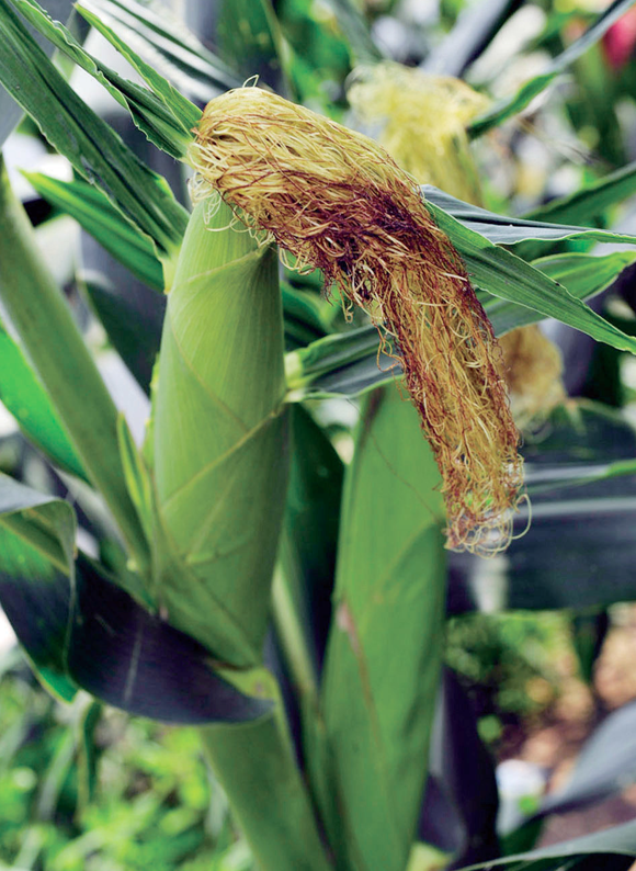 �������������������еĴ���è��