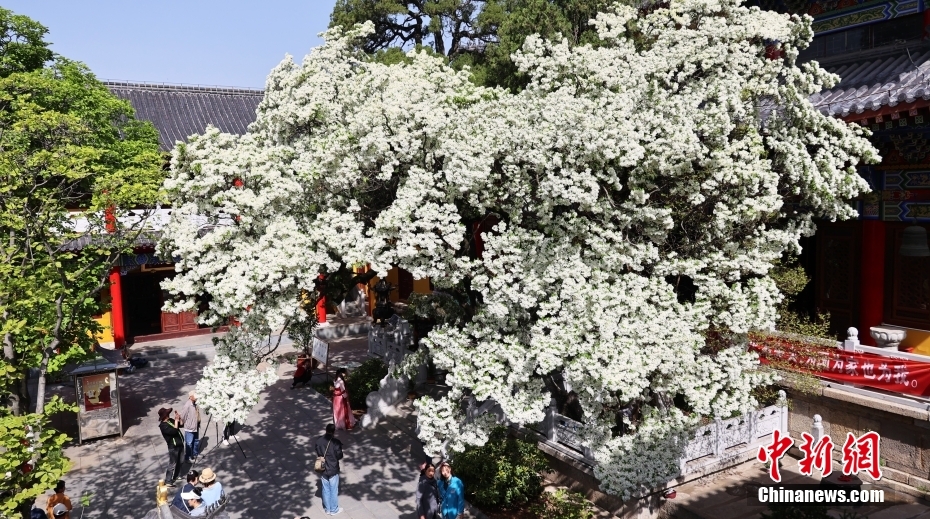 �������Ƹۣ�800����Ŵ�ײ����������ѩ